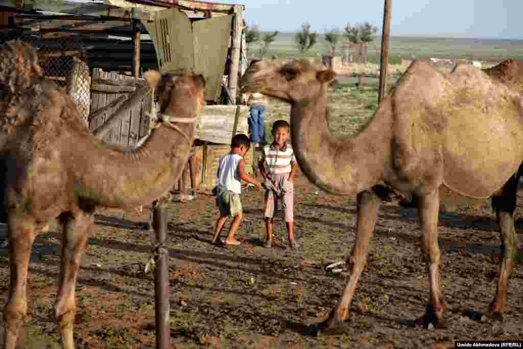 Бакытбек вместе с младшим братом играет рядом с загоном для верблюдиц.
