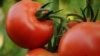 Россельхознадзор РФ: Азербайджан возможно помогает реэкспортировать овощи из Турции