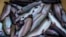 Karelian trout