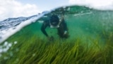 На севере Германии аквалангисты высаживают в море водоросли: это необычный способ борьбы с глобальным потепелением
