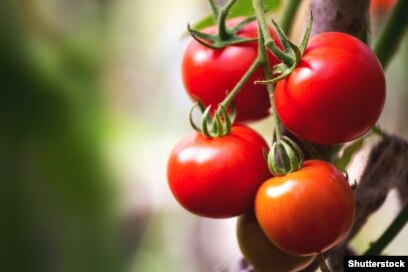 Раздел 2: О проекте российских ученых