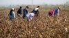 Власти США удалили узбекский хлопок из списка товаров, произведенных с использованием детского труда