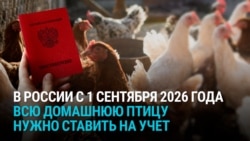 "Новый закон вышел: всех курей поставить на учет!" Фермеры в России обсуждают регистрацию домашней птицы