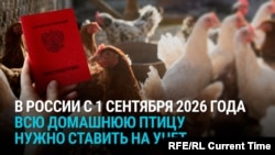 "Новый закон вышел: всех курей поставить на учет!" Фермеры в России обсуждают регистрацию домашней птицы