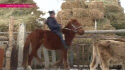 "Здесь есть волки и шакалы" - как живут фермеры в Нарынской области Кыргызстана