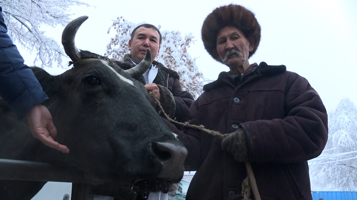 Как киргизская Зорька стала номером один в стране