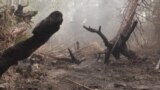 В Латвии уже неделю горят леса, страна просит помощи у Евросоюза
