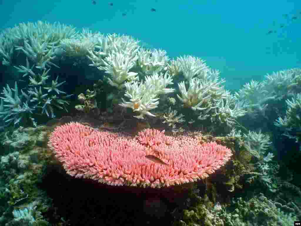 Большой Барьерный Риф в Австралии с 70-х потерял примерно половину кораллов и может измениться до неузнаваемости к 2050 году, говорит профессор морской биологии Питер Сейл (Peter F. Sale). Уникальной экосистеме рифа угрожает потепление климата и загрязнение воды