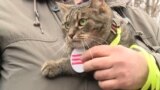 Cat on protest rally in Petersburgh 5 may 
