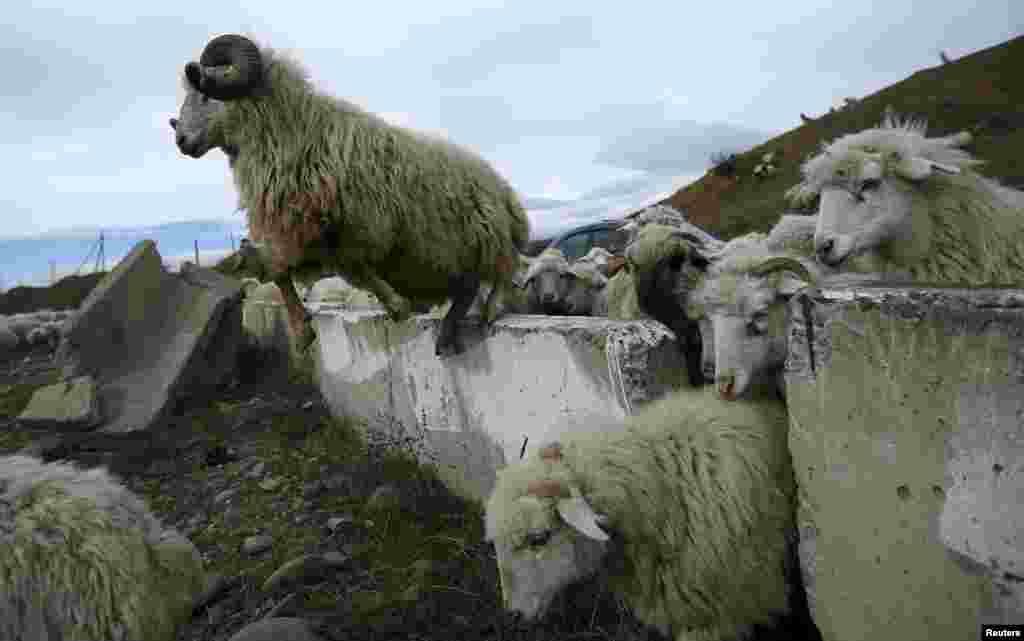 Чабаны каждый день доят до 400 овец, позже из этого молока вручную делают овечий сыр , а также следят за тем, чтобы никто из многочисленных &quot;подопечных&quot; не убежал
