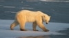 Минприроды РФ требует расследовать гибель белого медведя на острове Врангеля