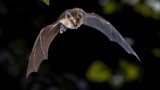 ILLUSTRATION -- Flying bat hunting in forest. The Greater horseshoe bat (Rhinolophus ferrumequinum) occurs in Europe, Northern Africa, Central Asia and Eastern Asia. It is the largest of the horseshoe bats in Europe