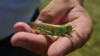 Боевая саранча и другие насекомые. Ученый развенчивает мифы российской пропаганды о биологическом оружии Украины