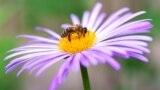 Пятое время года: от чего умирают молдавские пчелы
