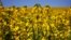 NIKOLAEVKA, SAKI, CRIMEA, UKRAINE – Fields of sunflower and rapeseed, 13Aug2019