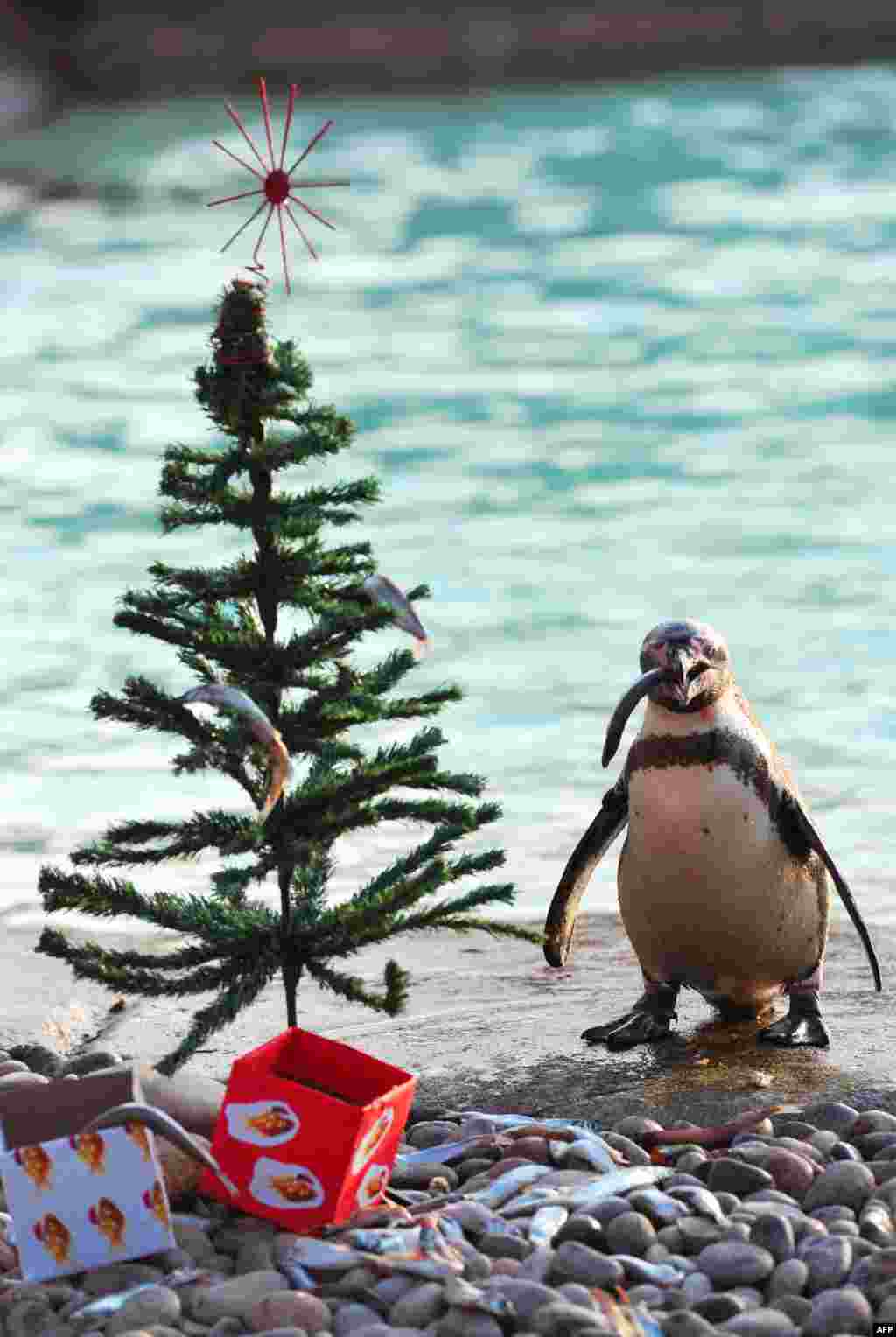 А этот пингвин из Лондона нашел под новогодней елкой рыбу