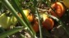 Россия запретила поставки томатов и перца из двух регионов Казахстана из-за вируса морщинистости плодов