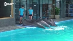  Из-за российских обстрелов дельфинов из Харькова эвакуировали в Одессу