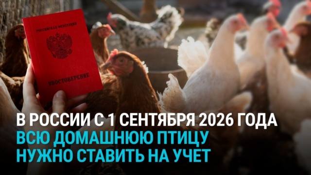 "Новый закон вышел: всех курей поставить на учет!" Фермеры в России обсуждают регистрацию домашней птицы