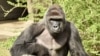В американском зоопарке застрелили гориллу, чтобы спасти ребенка