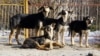 В якутском Ленске собаки искусали первоклассника – жители потребовали ввести режим ЧС