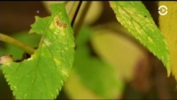 Настоящее Время. Америка – 21 февраля