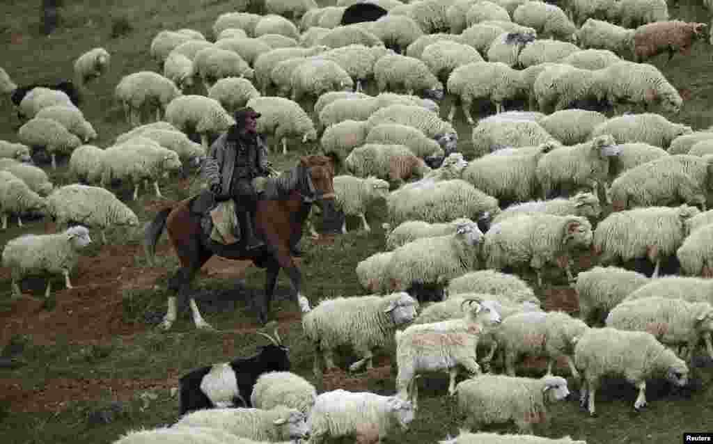 На горных пастбищах пастухов ждет тяжелая ежедневная работа, которая длится несколько месяцев