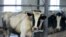 Milk farm 