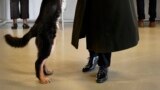 Выборы в Нидерландах 15 марта: почему это важно для всего мира?