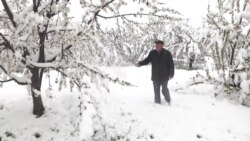 Апрельские снегопады уничтожили будущий урожай фруктов в Таджикистане