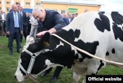 Лукашенко с коровой в одном из хозяйств, 2016 год