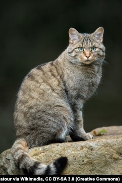 Европейский лесной кот