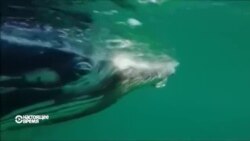 Спасатели освободили кита из сети для акул