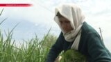 $60 в месяц: чиновники в Таджикистане считают, что это – "достаточная" зарплата
