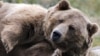 Посттравматический медвежий синдром: как возвращают к жизни косолапых, которые пострадали от человека
