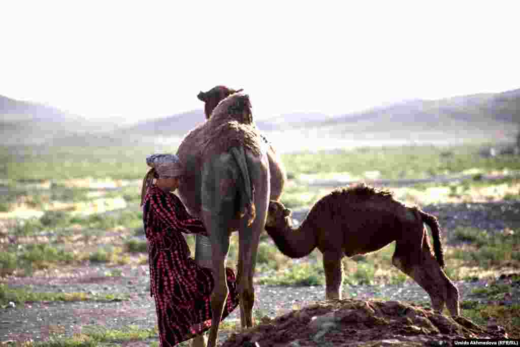 Замира с ведром доит верблюдицу, с другой стороны молоко сосет верблюжонок. У верблюдиц сильно развит материнский инстинкт, бывает так, что некоторые особи не отдают молоко, тогда дойку проводят одновременно с кормлением верблюжонка.&nbsp;