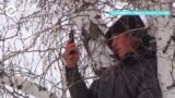 На березу за знаниями: студент из Омской области каждый день лезет на дерево