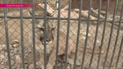 Скандал в зоопарке: от чего умерли шесть редких барсов