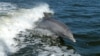 Директор Приморского океанариума после гибели самки дельфина подал в отставку