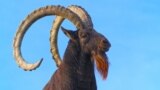 Таджикский кишлак объявил войну скульптуре козла