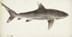 Узкозубая акула. Часто встречается в водах вблизи Новой Зеландии. Из-за окраса ее иногда называют "медной акулой"