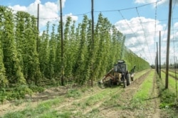 Hop farms are among the popular destinations for seasonal workers in Poland.