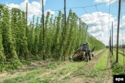 Hop farms are among the popular destinations for seasonal workers in Poland.