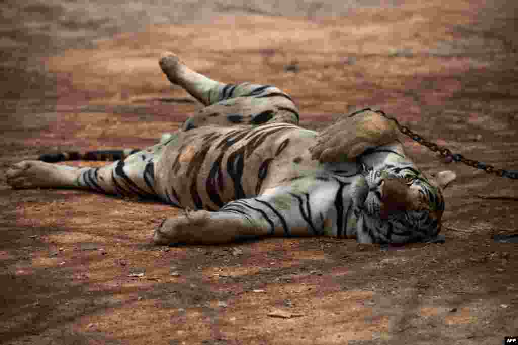 В 2008 году под контролем Владимира Путина запустили программу &quot;Амурский тигр&quot;, направленную на изучение амурского тигра с целью его сохранения в дикой природе