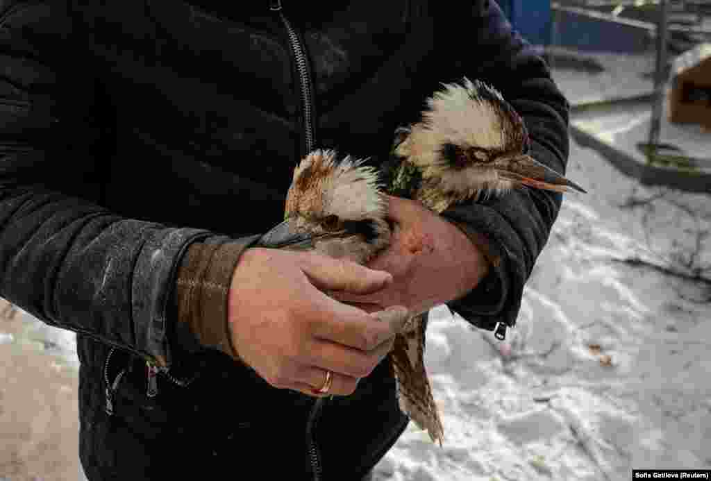 Сотрудник экопарка несет двух кукабарр после российского удара 1 января 2026 года.