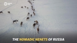 The Nomadic Nenets Of Russia