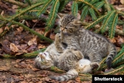 Котята дикой лесной кошки