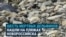 После разлива мазута в Черном море волонтеры находят мертвыми краснокнижных дельфинов 