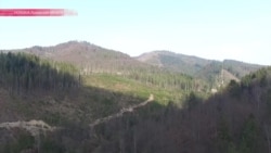 Лысые Карпаты: из-за кого исчезает лес в украинских горах?