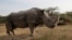 KENYA – The last surviving male northern white rhino named Sudan